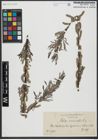 Foto von Salix viminalis L.